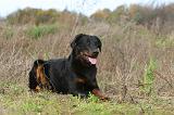 BEAUCERON 310